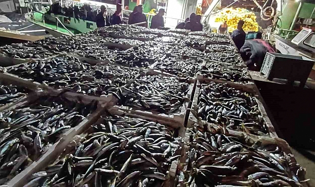 İstanbul'da kaçak avlanmış 8 ton istavrit balığı ele geçirildi.