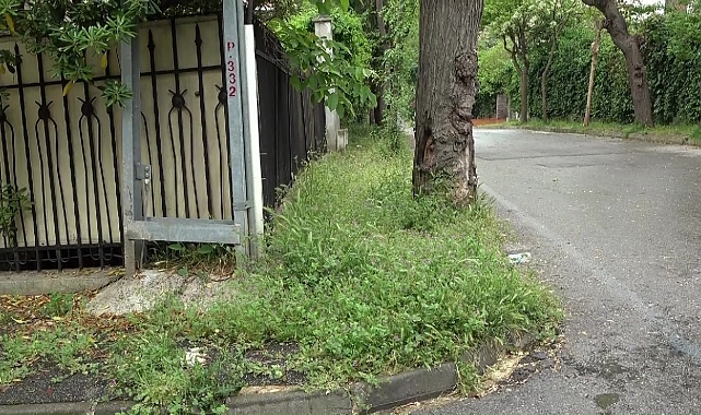 Adalar, Çöpler ve Otlarla Kaplı: Temizlik Sorunu Gündemde
