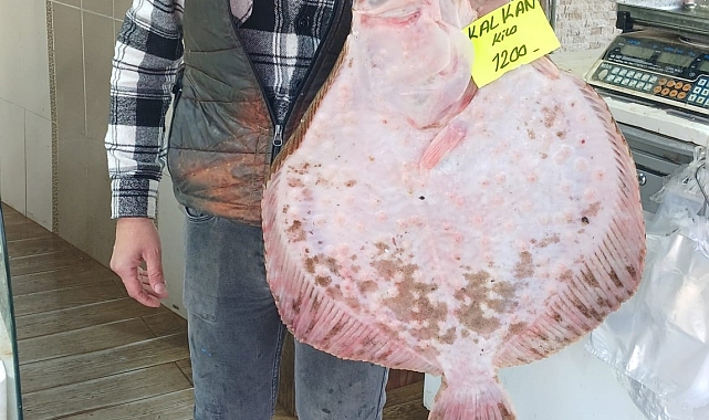 Kilosu bin 200 liradan tezgaha indi, ilgi odağı balık