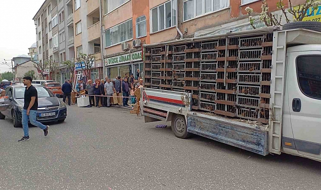 Kuyruğun sebebini duyan bedava davuk