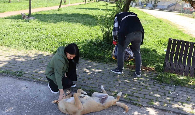 Sokak hayvanları için adımlar atıldı