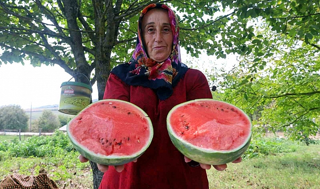 Üreticilere karpuz tohumu desteği verilecek