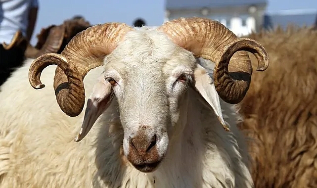 2024 Yılı Kurban Kesim Bedelleri Açıklandı: İşte Yurt İçi ve Yurt Dışı Fiyatları!