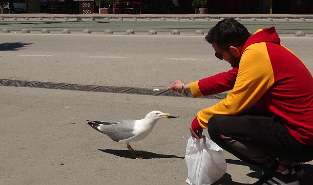 Dikkat Çeken Dostluk: Esnaf ile Martının Etkileyici Bağı