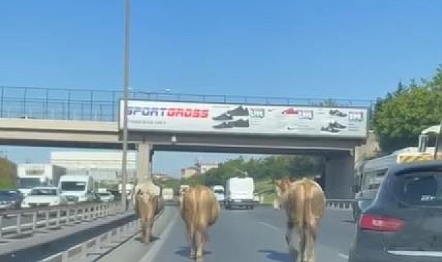 İnek Sürüsü, TEM Otoyolu'nda Sürücülere Zor Anlar Yaşattı