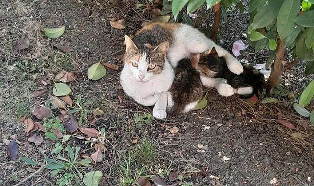 İtfaiye, Rögar Giderinde Mahsur Kalan İki Yavru Kediyi Kurtardı
