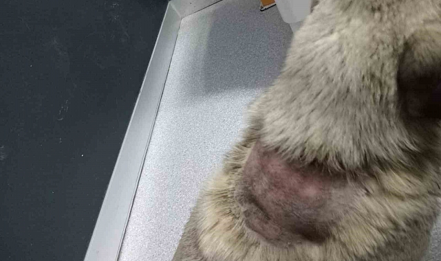 Sitede Sokak Köpeğine İnsanlık Dışı Saldırı: Kaynar Su Döküldü