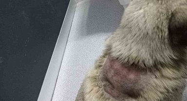 Sitede Sokak Köpeğine İnsanlık Dışı Saldırı: Kaynar Su Döküldü
