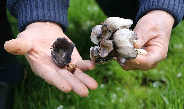 Zehirli Mantarlara Karşı Uyarı: Mantar Zehirlenmelerine Dikkat