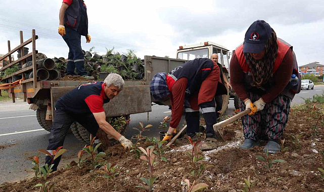 Düzce'nin Her Köşesi Çiçek Açıyor