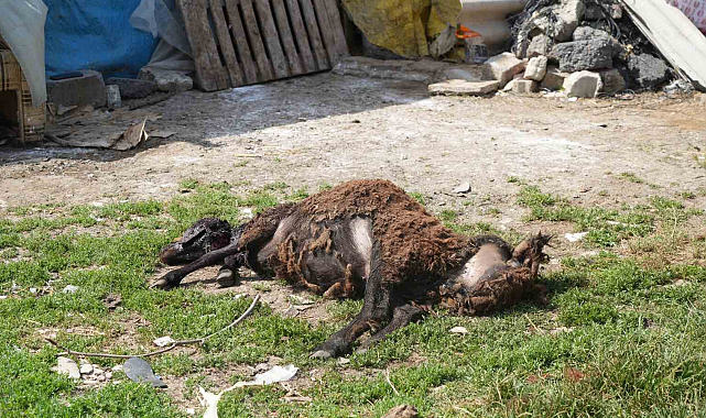 Sokak Hayvanları Arnavutköy'de İki Küçükbaş Hayvana Zarar Verdi
