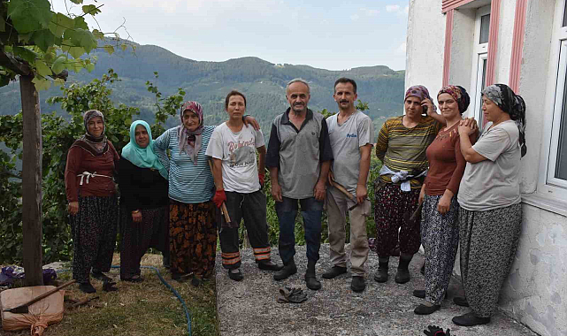 Fındık hasadına günler kala üretici, temizlik için bahçeye girdi