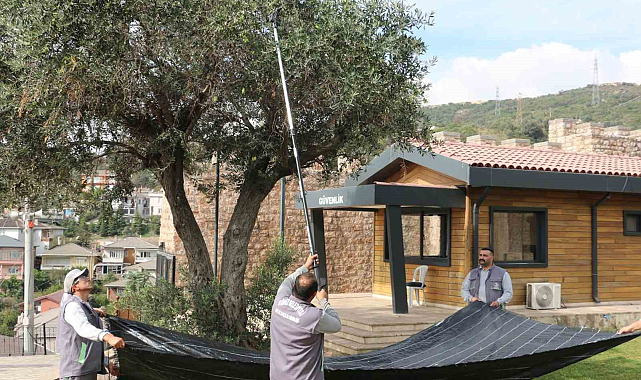 Körfez Belediyesi, Zeytin Hasadına Başladı: İhtiyaç Sahiplerine Destek Devam Ediyor