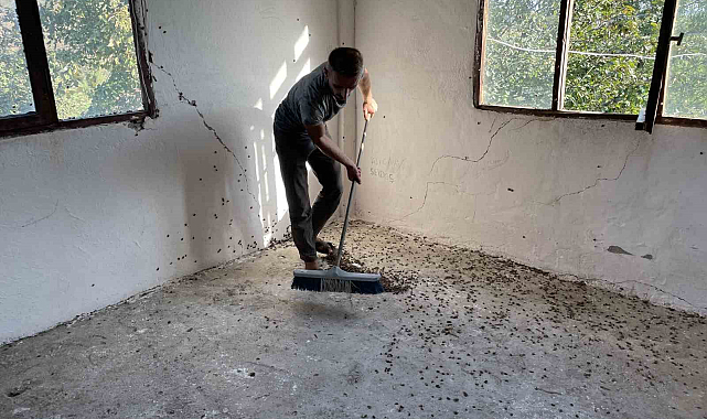 Sakarya'da Kahverengi Kokarca İstilası: Çiftçiler Zor Durumda