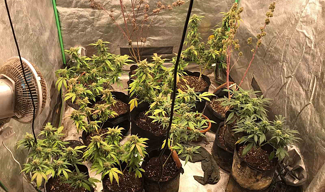 Tuzla'da Uyuşturucu Baskını: Kenevir ve Marihuana ile Yakalanan Şahıs Cezaevine Gönderildi