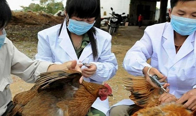 Japonya’da Kuş Gribi Salgını İtlaf Edilen Tavuk Sayısı 1,7 Milyonu Geçti