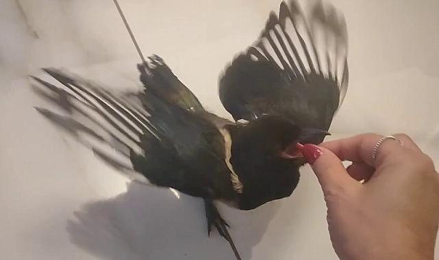 Hayatını kurtardığı yavru saksağan evladına dönüştü: Birlikte tatile gidiyorlar