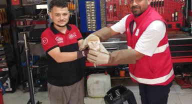 Arnavutköy'de nadir rastlanan peçeli baykuş bulundu