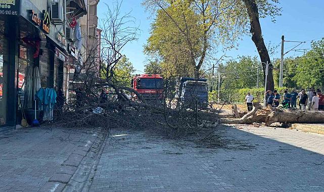 Asırlık çınar ağacı 4 katlı binanın üzerine devrildi, camlar kırıldı