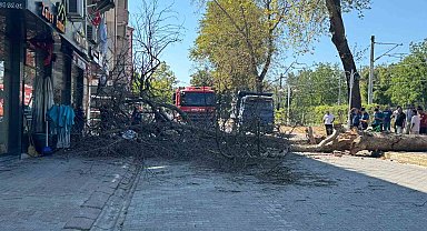 Asırlık çınar ağacı 4 katlı binanın üzerine devrildi, camlar kırıldı