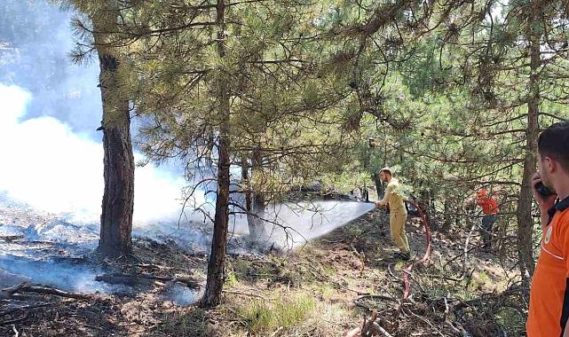 Bolu'da Çıkan Orman Yangını Büyümeden Söndürüldü