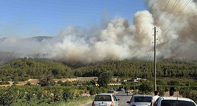 Sakarya'da orman yangını