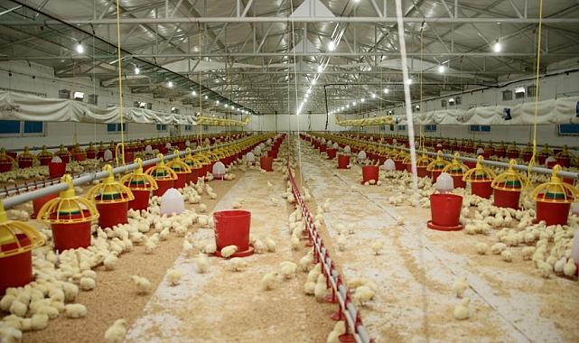 Şenpiliç Ekosistemi Sözleşmeli Çiftliklerle Geçen Yıl 4 Bin 200 Kişiye İstihdam Sağladı