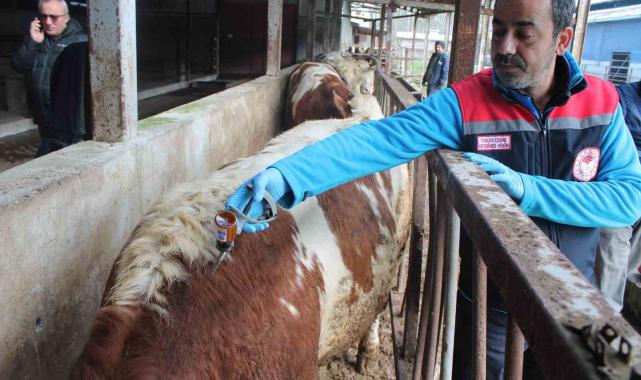 50 bin 363 hayvan hastalık tipine göre aşılandı