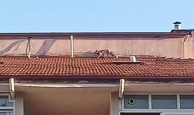 Bolu'da ilginç anlar: Apartman çatısına tilki çıktı