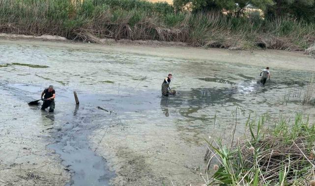 Bolu'da, kuruyan gölette mahsur kalan balıklar kurtarıldı