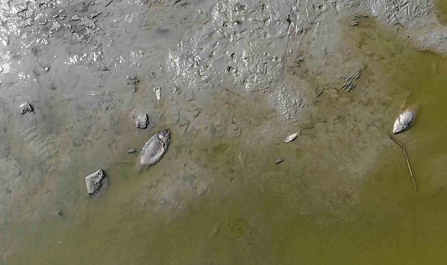 Bolu'da Sulama Göleti Kurudu, Yüzlerce Balık Telef Oldu
