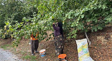 Fındık üreticileri hasat yapmaya başladı
