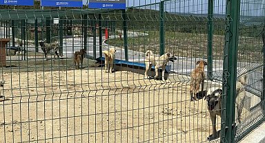 İstanbul Valiliği'nin talimatı sonrası Arnavutköy'de sahipsiz hayvanlar toplanmaya başlandı