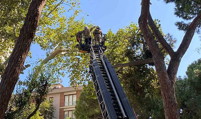 Kadıköy'de kuvvetli rüzgar ağacı kırdı