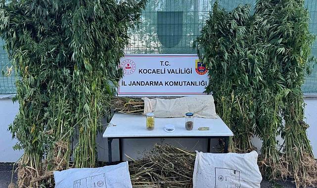 Kocaeli'de 12 kilo esrar ve 583 kök kenevir ele geçirildi
