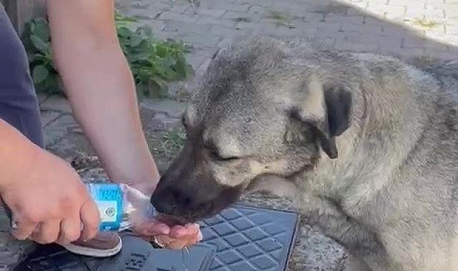 Muhtardan insanlık dersi