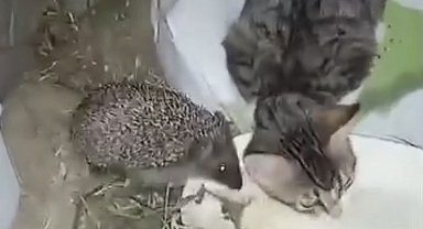 Kirpi ile Kedilerin Dost Sofrası