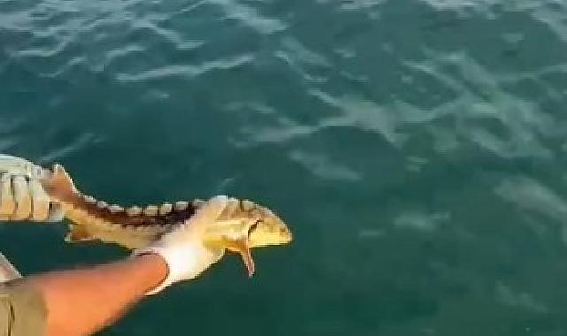 Balıkçılar ağlarına takılan nesli tehlike altındaki Mersin balığını geri denize bıraktı