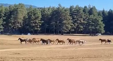 Bolu'da yılkı atlarına kurt saldırdı