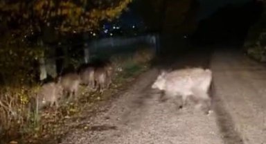 Bolu'da aç kalan domuz sürüsü yola indi
