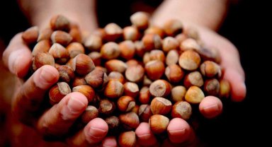 Düzce'de 15 bin 288 ton ihraç edildi