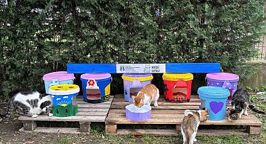 Geri dönüştürülen kovalar kedi oteline dönüştü