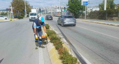 İzmit'te sonbahar budaması