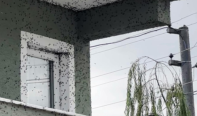 Kahverengi Kokarca Böceği Ferizli ve Kaynarca’yı İstila Etti