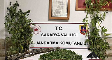 Karasu'da Kenevir Hasadı Yapan Şahıs Suçüstü Yakalandı