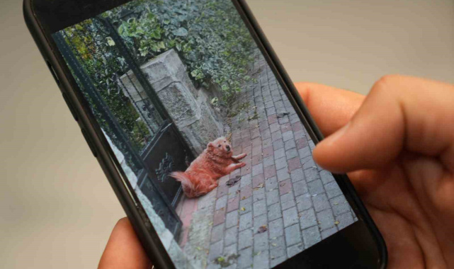 Boyalı köpekler merak uyandırdı