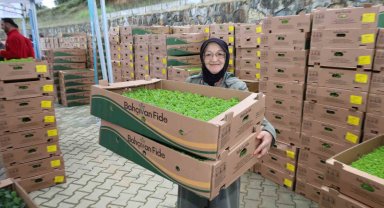 Gebzeli çiftçiye 500 bin sebze fidesi