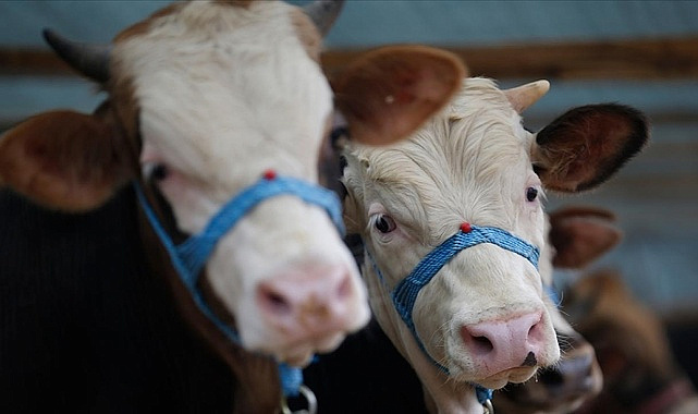 Kocaali’de Şap Alarmı: 27 Mahalle Karantinada