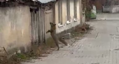 Köpek seslerini duyan tilkinin yaşadığı panik kamerada