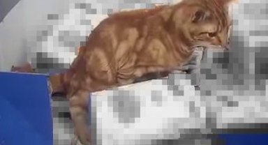 Sultangazi'de bir zincir markette mide bulandıran anlar: Kedi un paketlerinin üzerine tuvaletini yaptı
